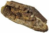 Fossil Hadrosaur (Edmontosaurus) Partial Tooth - Wyoming #323960-1